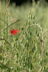 Grain Field close up before harvest