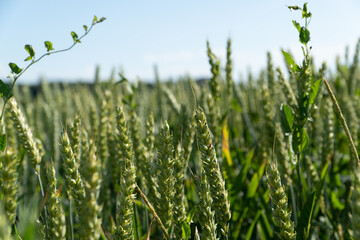 Grain Field close up before harvest