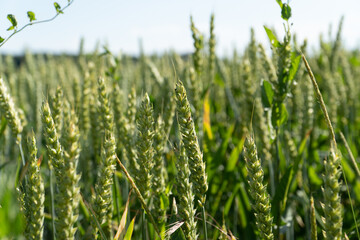 Grain Field close up before harvest