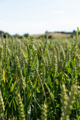 Grain Field close up before harvest