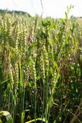 Grain Field close up before harvest