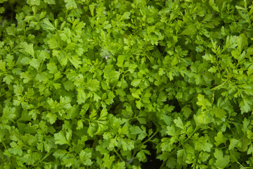 background of leaves