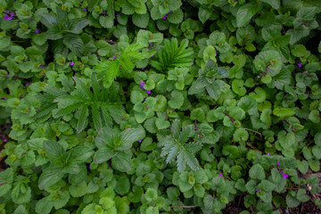 green leaves background