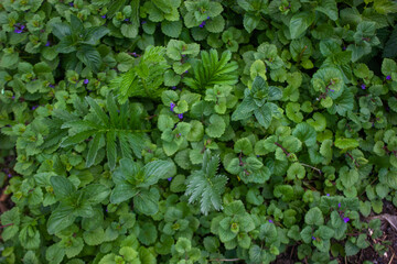 green ivy leaves