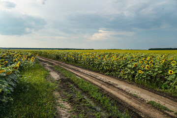 Road and field of blooming sunflowers. Beautiful summer landscape. Background of blue sky and yellow flowers in the sun.