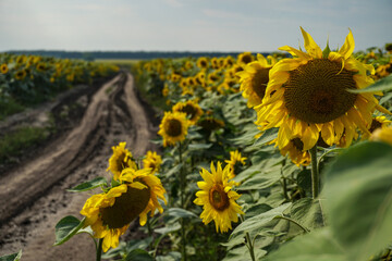 Obraz premium Road and field of blooming sunflowers. Beautiful summer landscape. Background of blue sky and yellow flowers in the sun.