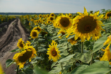 Road and field of blooming sunflowers. Beautiful summer landscape. Background of blue sky and yellow flowers in the sun.