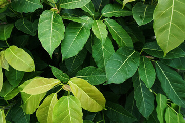 green leaves background, tropical leaves