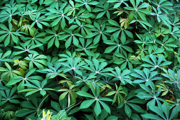 cassava leaves, green leaves background