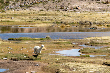 ein vikunja in peru