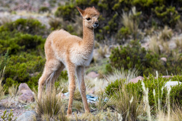 ein vikunja in peru