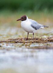 Black headed gull building the nest in the lagoon.