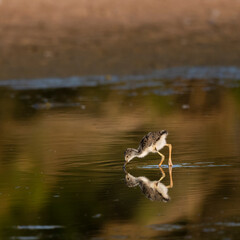 Photograph a Balck Necked Stilt baby