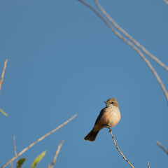 Photograph of a Female Vermillion Flycatcher