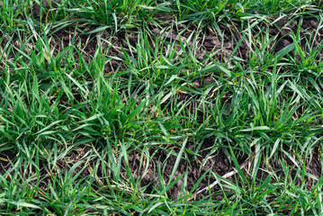 Green field as a background.