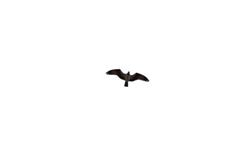 A flying eagel isolated on white backgound.