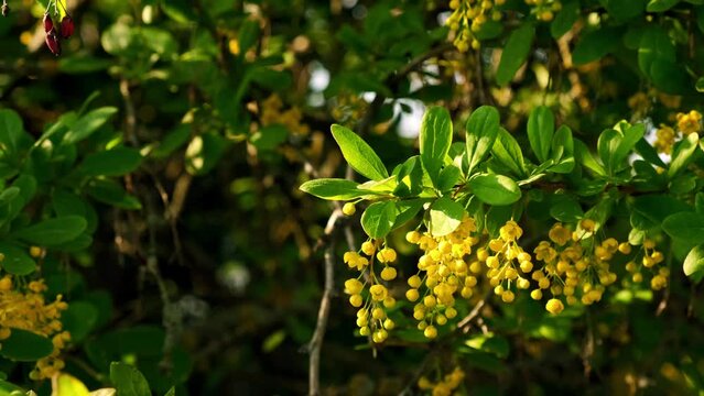 Yellow flowers barberry in summer season. Springtime beauty. Blooming bush. Beautiful nature background. Warm sunny weather. Close-up. 4K slow motion movie. Green leaves. Decorative garden variety.