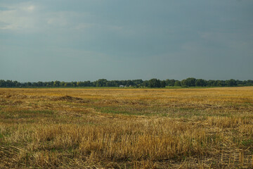 Mowed wheat against the blue sky. Freshly cut stubble, summer harvest.
