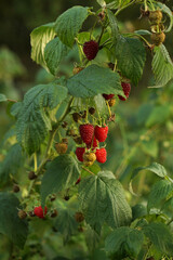 Ripe raspberry bushes in the garden. Sweet red berry in summer