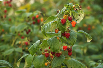 Fototapeta premium Ripe raspberry bushes in the garden. Sweet red berry in summer