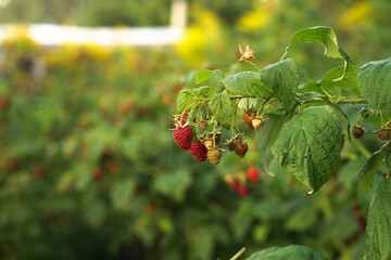 Ripe raspberry bushes in the garden. Sweet red berry in summer