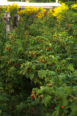 Fototapeta na wymiar Ripe raspberry bushes in the garden. Sweet red berry in summer