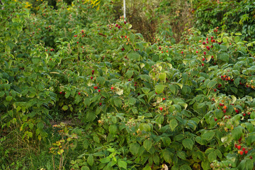 Fototapeta premium Ripe raspberry bushes in the garden. Sweet red berry in summer
