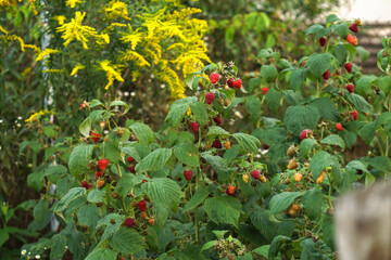 Ripe raspberry bushes in the garden. Sweet red berry in summer