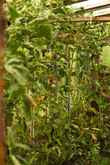 Growing tomatoes in a greenhouse. Delicious green and red vegetables grow on a branch.