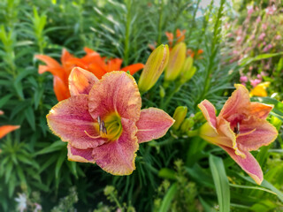 Hemerocallis Happy Hooligan