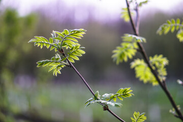 Green branch of a tree close-up against.