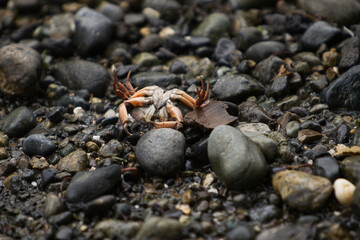 A dead baby crab lies on its back on a beach of rocks and pebbles.