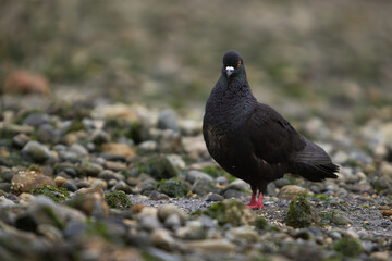 Black Rock Pigeon with a purple collar , orange eyes, and red feet stands on a rocky beach covered in clumps of seaweed and pebbles.