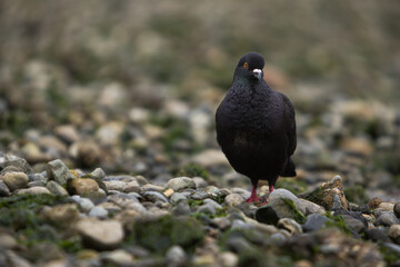 A black and purple rock pigeon with orange eyes and red feet on a rocky beach in the northwest.