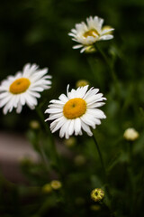 daisies in a garden
