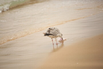 seagull tried to eat plastic bag 