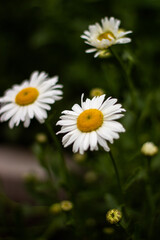 Fototapeta premium daisy in the grass