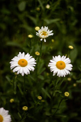daisies in a field