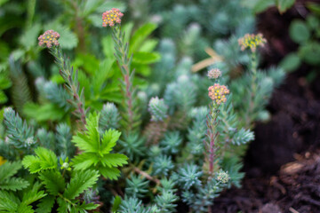 flowers in the forest