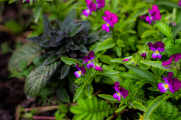 flowers in the garden