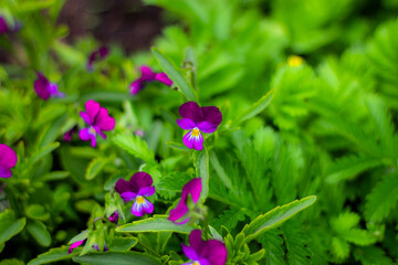 flowers in the garden
