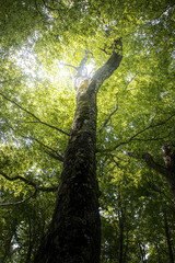 Thick tree limb, tree seen from below, looking up, tree crown with green leaves