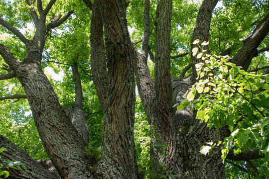 Thick tree limb, tree seen from below, looking up, tree crown with green leaves