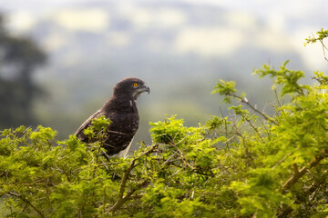 A martial eagle, Polemaetus bellicosus, perched in a tree in Queen Elizabeth National Park, Uganda. This large eagle is now an endangered species.