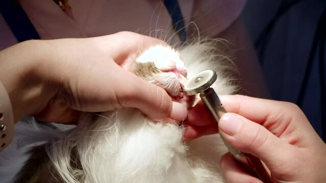pruning of incisors in a rabbit in a veterinary clinic