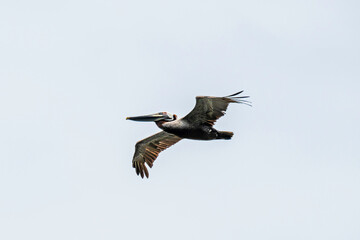 A single Brown Pelican flying in an overcast sky.