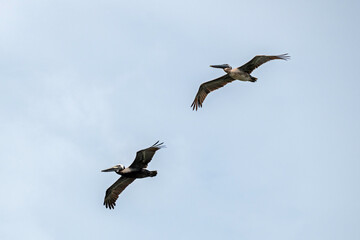 Obraz premium A pair of Brown Pelicans flying in an overcast sky.
