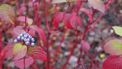 Red autumn leaves, wild dogwood berry fall leaf in forest or woods. Leafage in park in september,...