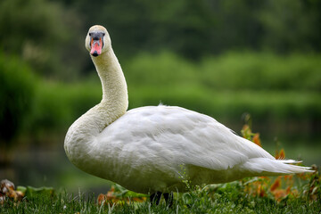 A swan sits on the shore of a pond and eats grass.