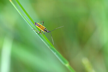 Beetle beetle climbs in the park on a plant.